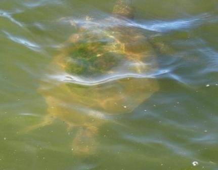 Turtle in Hilo Bay